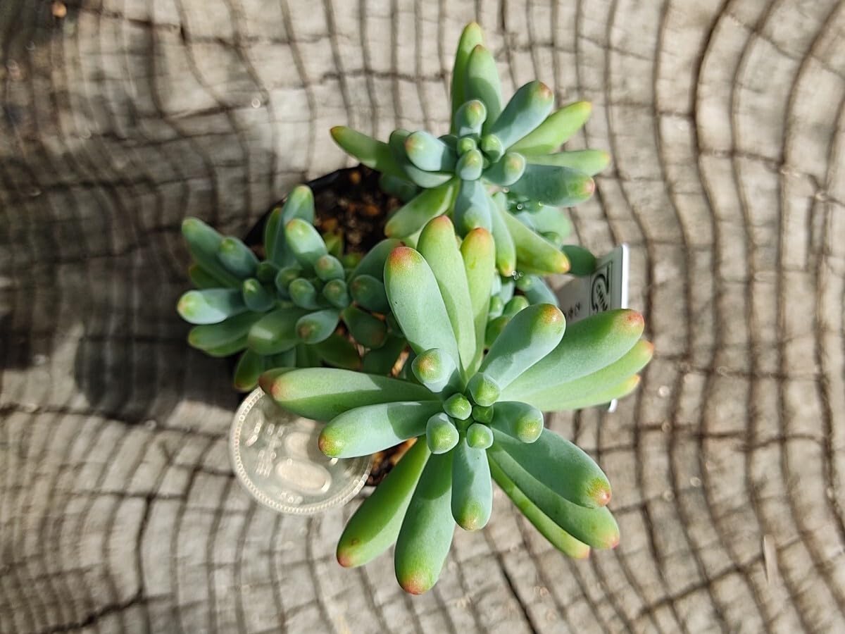 多肉　寄せ植え　セメント鉢　セダム　観葉植物　乙女心　ちま寄せ　そのまま飾れる ちまちま寄せ＊ ポット寄せ 多肉寄せ植え 多肉植物 乙女心